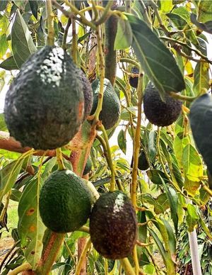 Aguacate natural realón tropical